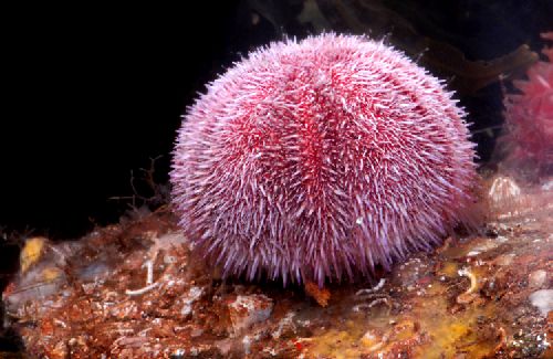 18-Common-Sea-Urchin