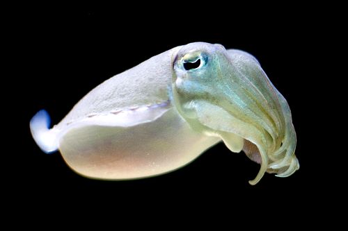 24-Common-Cuttlefish