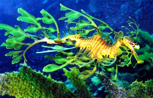 29-Leafy-Sea-Dragon