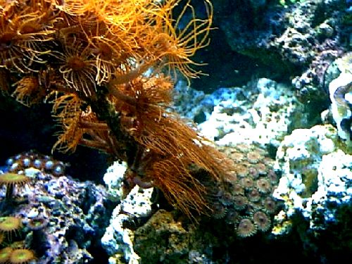 38-Stick-Polyps