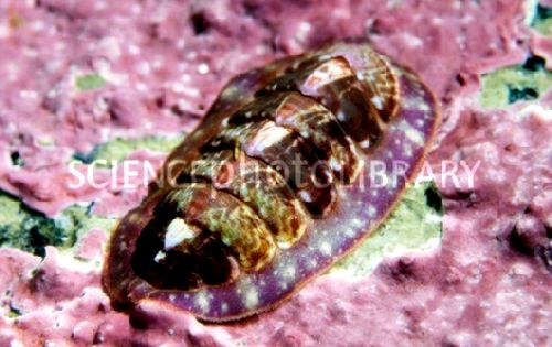 42-Marbled-Chiton