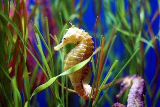 Australian Sea Horse