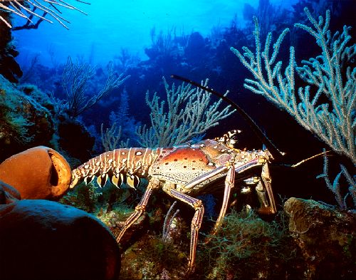 10-Spiny-Lobster