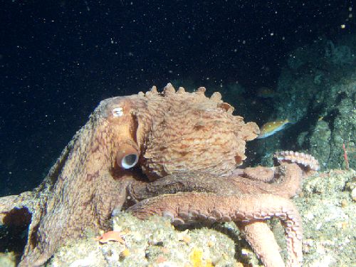 11-Common-Tropical-Octopus