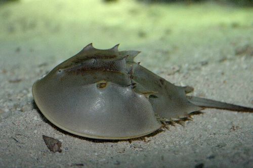 12-Horseshoe-Crab-King-Crab