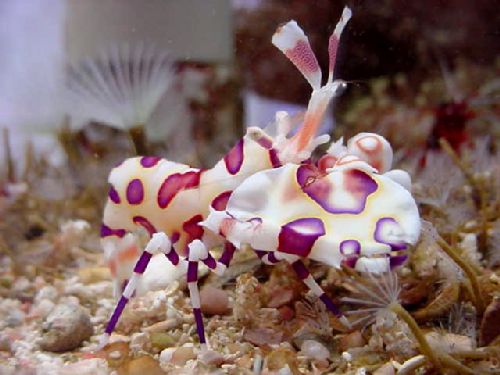 13-Harlequin-Shrimp