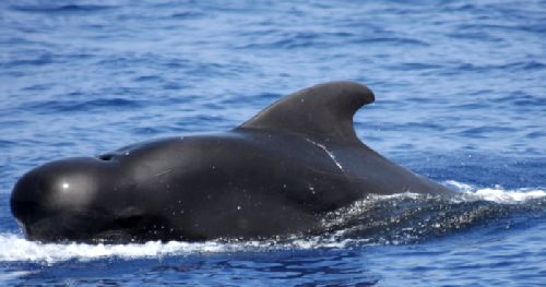 16-Pilot-Whale