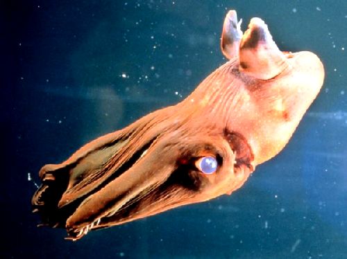 17-Vampire-Squid