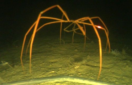 21-Giant-Sea-Spider