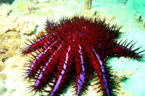 23-Crown-of-Thorns-Starfish