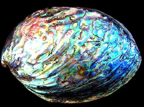 31-Paua-Shell