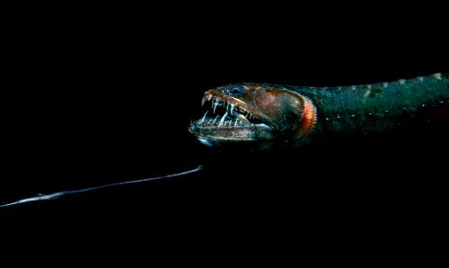 35-Blackbelly-Dragonfish