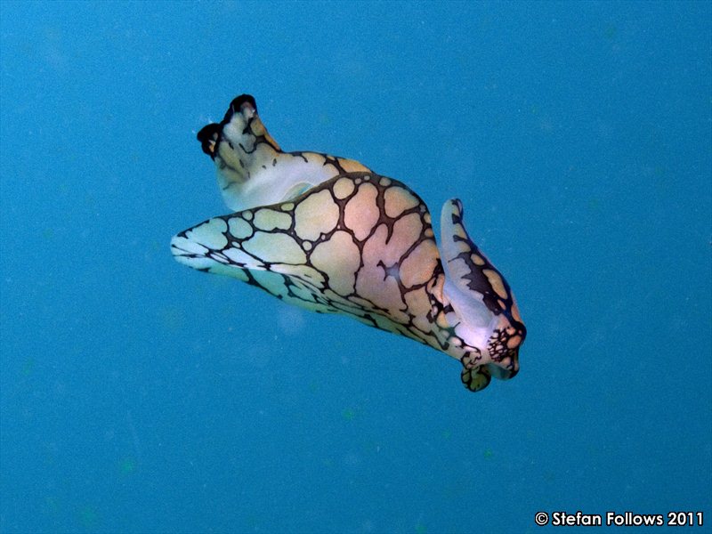 40-Head-Sheild-Nudibranch